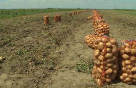 cartofi preț creștere - AggroExpert.md