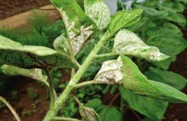 Мучнистая роса подсолнечника - AgroExpert.md