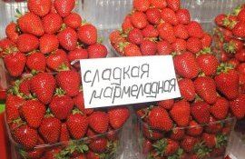 Цена на клубнику в Украине - AgroExpert.md