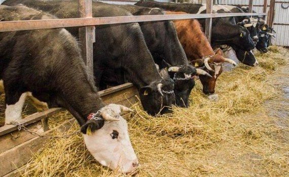 Scăderea numărului de animale în Moldova - AgroExpert.md
