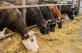 Scăderea numărului de animale în Moldova - AgroExpert.md