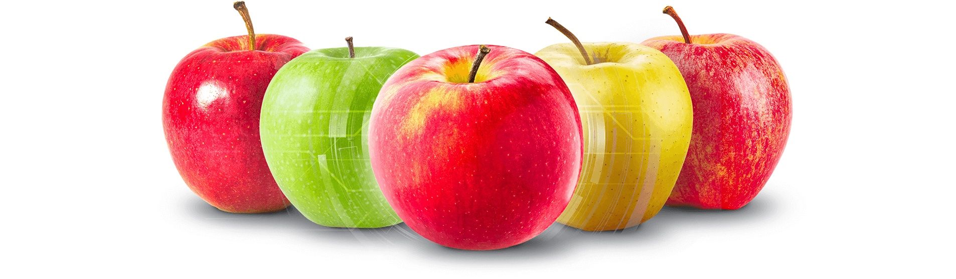 Калибровка яблок - AgroExpert.md