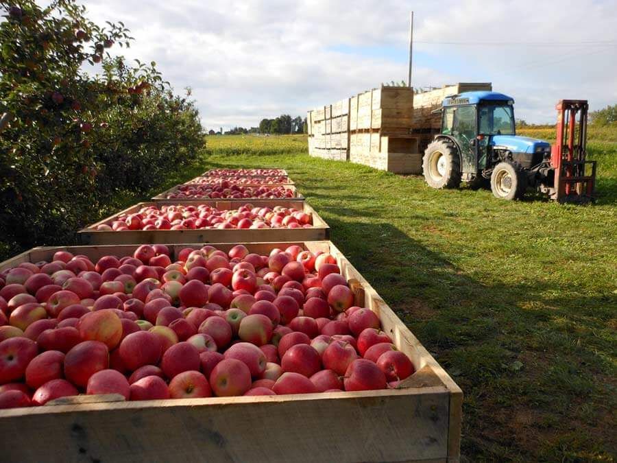Экспорт яблок в Россию - AgroExpert.md