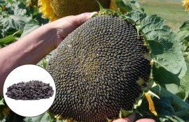 Европейский подсолнечник - AgroExpert.md