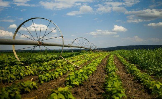 Штрафы в сельском хозяйстве Молдовы - AgroExpert.md