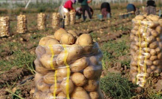 Урожай картофеля в Украине - AgroExpert.md