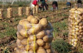 Урожай картофеля в Украине - AgroExpert.md