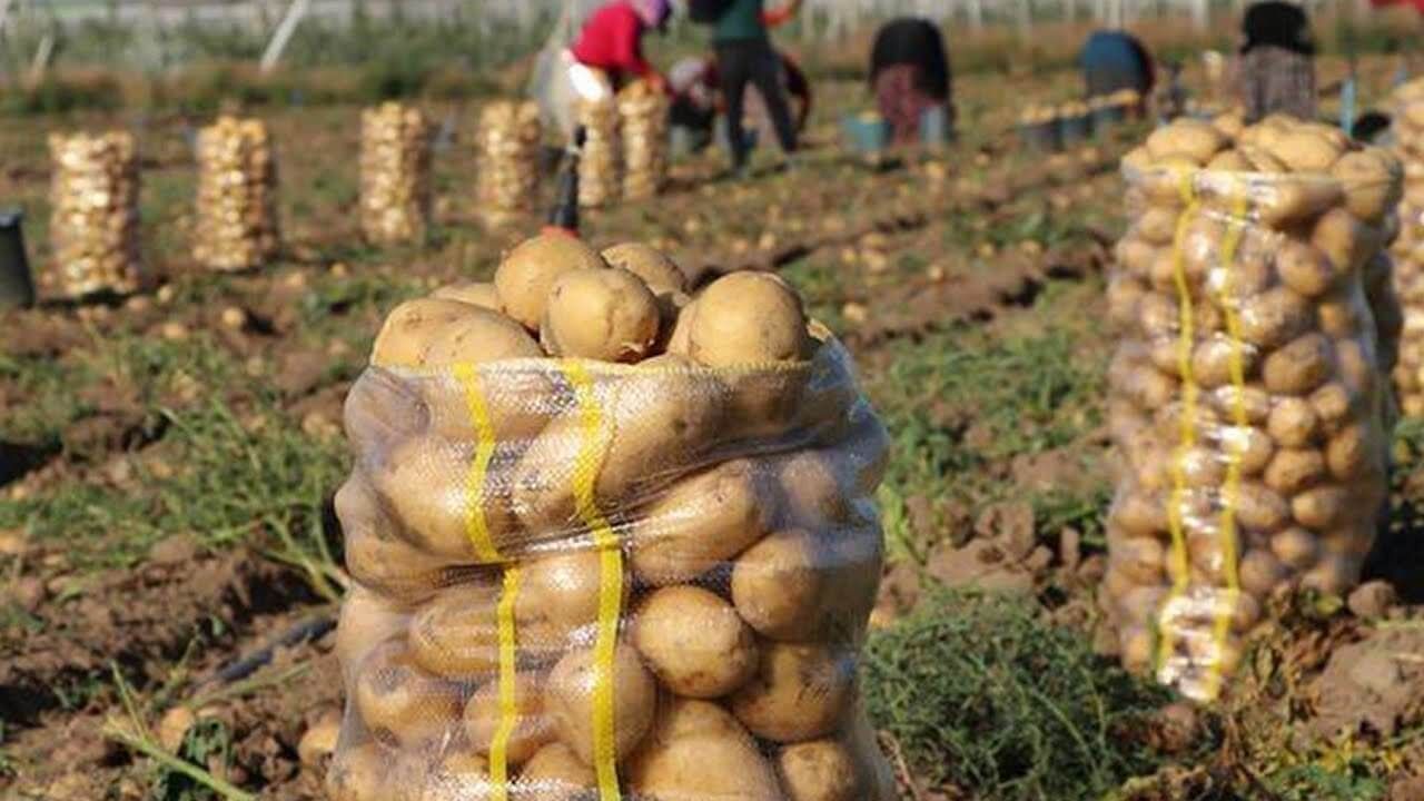 Урожай картофеля в Украине - AgroExpert.md