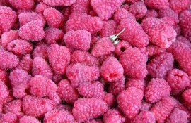 Заморозка малины - AgroExpert.md