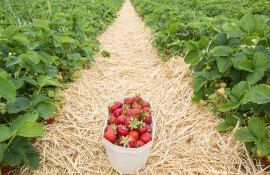 Цена на клубнику в Молдове - AgroExpert.md