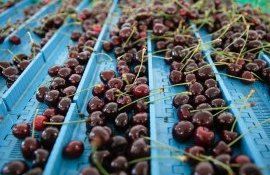 Export de cireșe din Moldova - AgroExpert.md