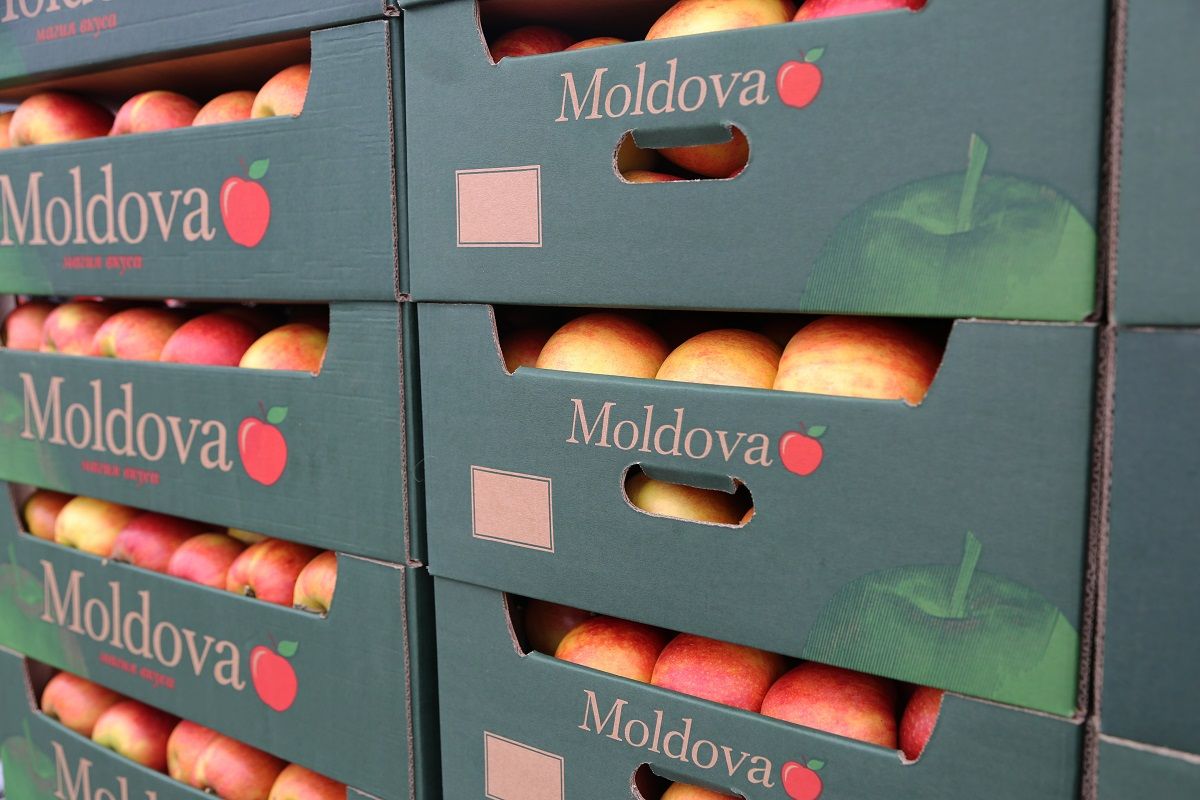 Экспорт молдавских яблок в Россию - AgroExpert.md