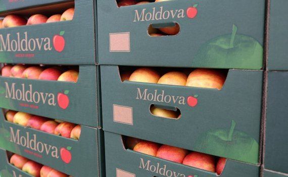 Экспорт молдавских яблок в Россию - AgroExpert.md