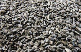 Запасы подсолнечника в Украине - AgroExpert.md