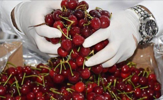 Урожай черешни в Турции - AgroExpert.md