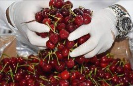 Урожай черешни в Турции - AgroExpert.md