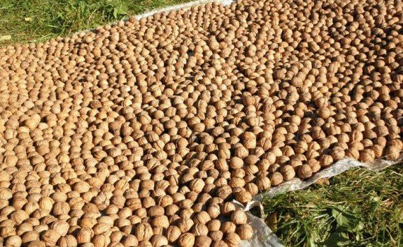 Урожай грецкого ореха в Молдове - AgroExpert.md