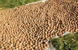 Урожай грецкого ореха в Молдове - AgroExpert.md