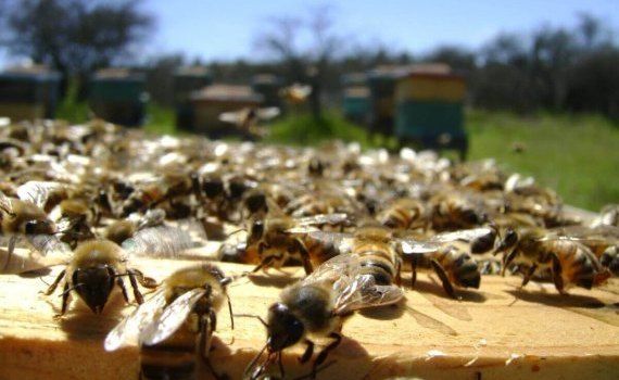 Miere de albini în Moldova - AgroExpert.md