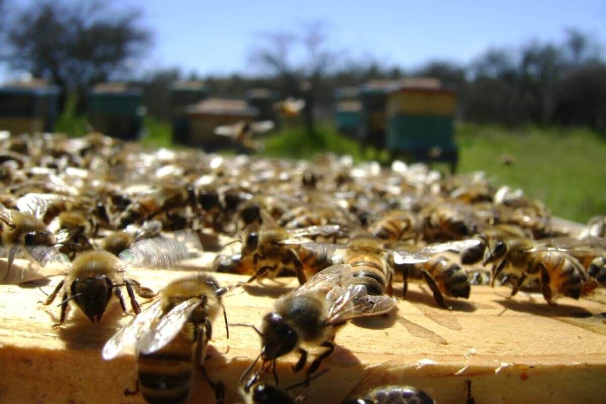Miere de albini în Moldova - AgroExpert.md