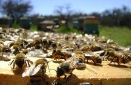 Miere de albini în Moldova - AgroExpert.md