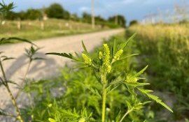 Combaterea ambroziei - AgroExpert.md