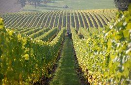 vie podgorie struguri - AgroExpert.md