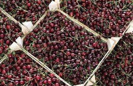 Цена на черешню в Молдове - AgroExpert.md