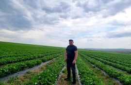 zmeură recoltă producție -AgroExpert.md