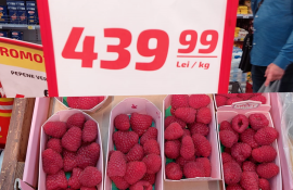 zmeură producție, recoltă - AgroExpert.md