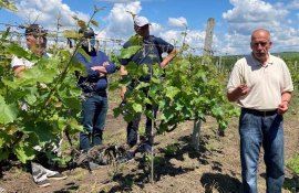 Normarea inflorescentelor- AgroExpert.md