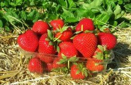 Снижение цены на клубнику в Молдове - AgroExpert.md