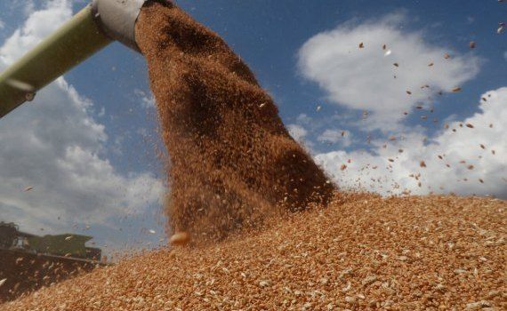 Цены на кукурузу и пшеницу - AgroExpert.md