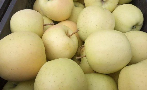 Продажа яблок в супермаркете - AgroExpert.md