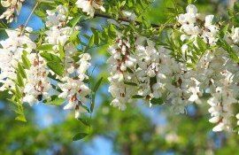 Медосбор с акации в Молдове - AgroExpert.md