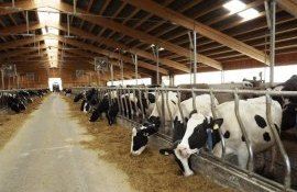 subvenții în avans dosare - AgroExpert.md