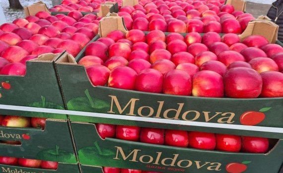 export producători mere - AgroExpert.md