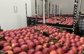 mere frigiidere _AgroExpert.md