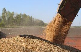 Урожай пшеницы в Молдове 2022 - AgroExpert.md