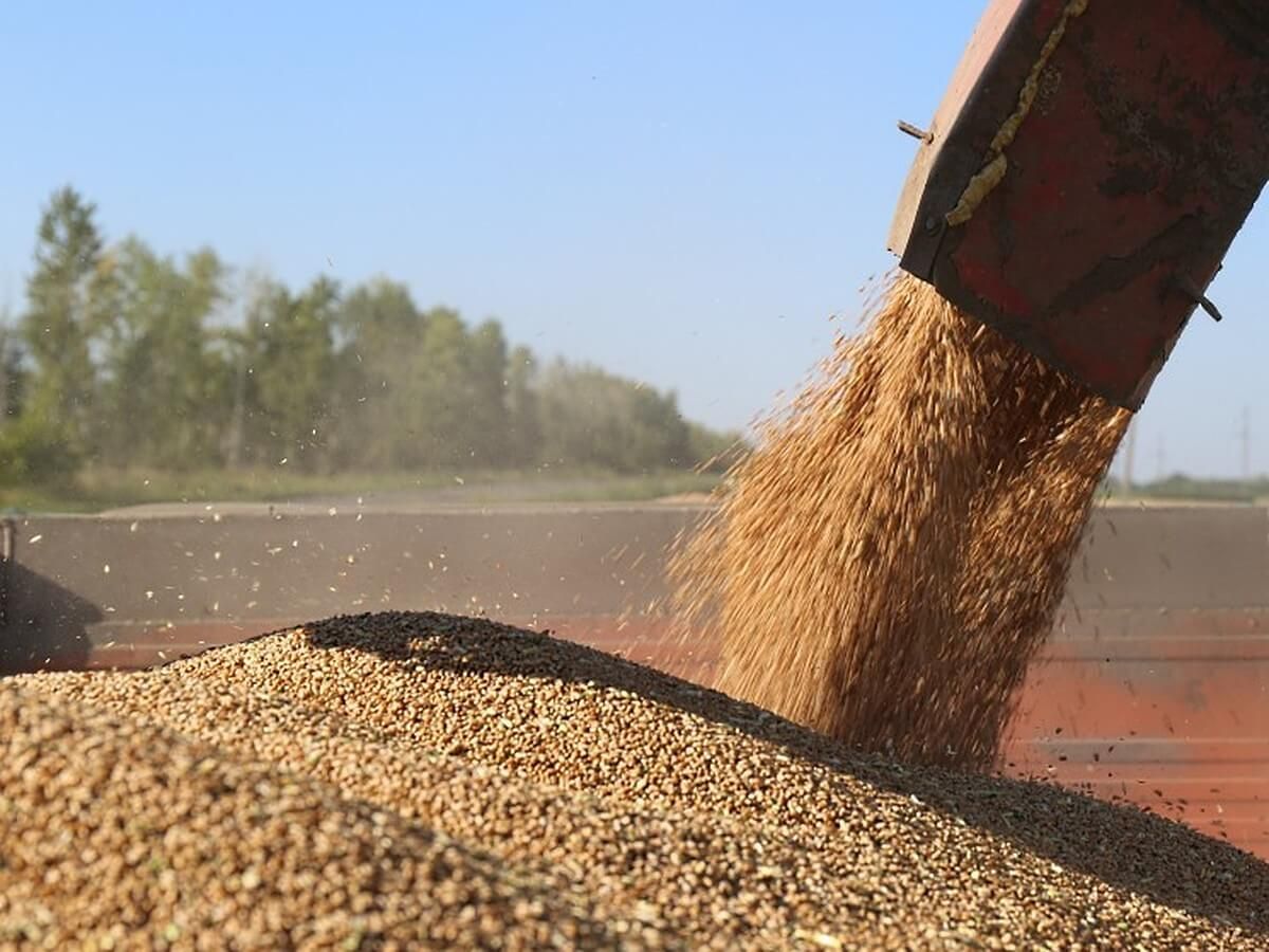 Урожай пшеницы в Молдове 2022 - AgroExpert.md