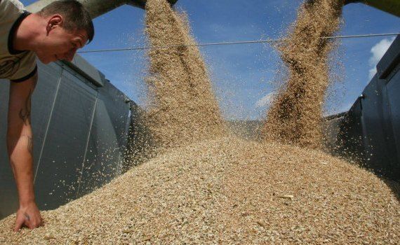 Рост цен на пшеницу - AgroExpert.md