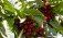 Урожай черешни в Молдове - AgroExpert.md