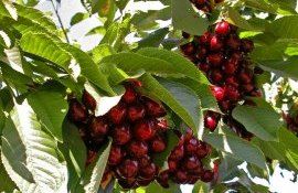 Урожай черешни в Молдове - AgroExpert.md
