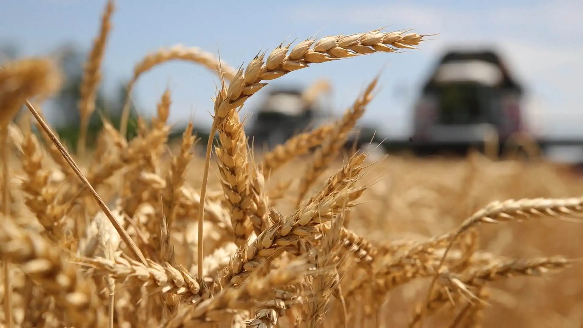 В Украине урожайность из-за погоды снизится на 10-15%