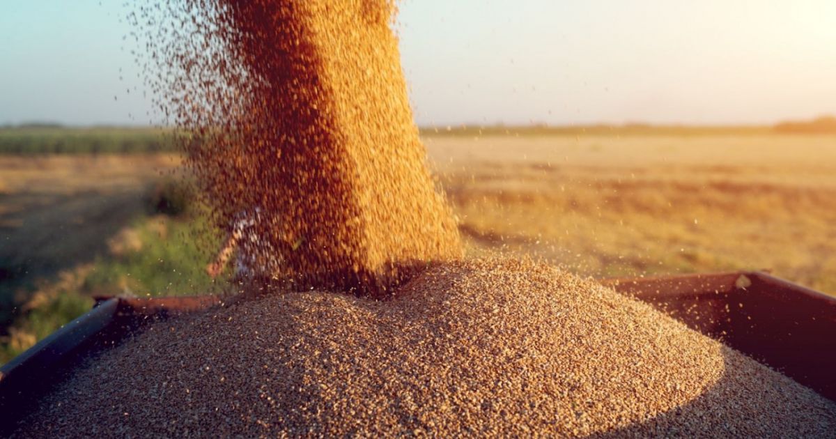 cereale export Moldova - AgroExpert.md