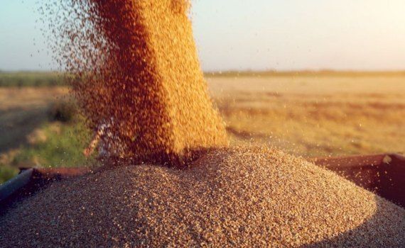 cereale export Moldova - AgroExpert.md