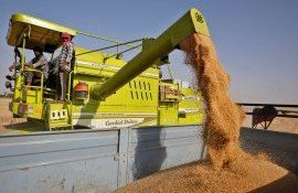 export grâu India - AgroExpert.md