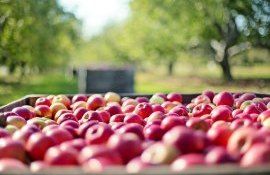 export fructe Georgia - AgroExpert.md