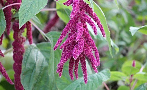 amarnatul, Africa, India - AgroExpert.md