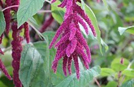 amarnatul, Africa, India - AgroExpert.md